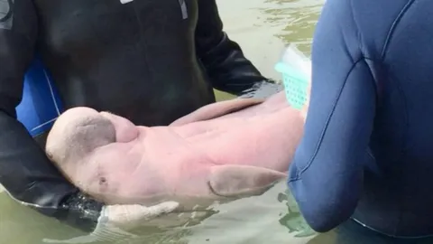 "มาเรียม" โชว์ซิกซ์แพ็ก วางครีบขนาบลำตัว นอนนิ่งให้หมอเช็กร่างกาย