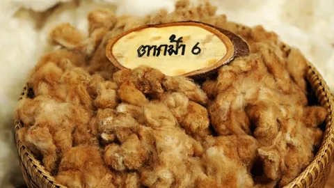 ตากฟ้า 6...ฝ้ายสีน้ำตาล