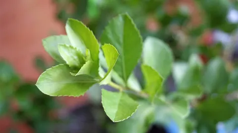 ขลู่..สปาตูด