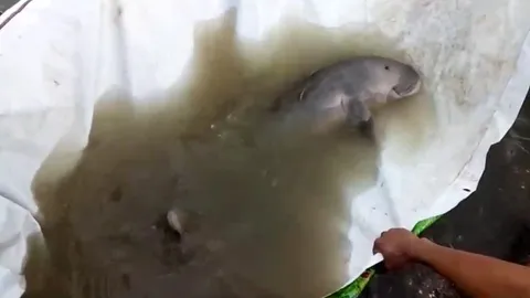 "มาเรียม" ได้เพื่อนอีกตัว ลูกพะยูนเพศผู้ หลงฝูงเกยตื้นที่กระบี่ 