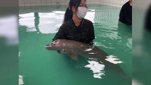 เตรียมประกวดตั้งชื่อ "พะยูนน้อย" เกยตื้นที่กระบี่ รอผลตรวจการติดเชื้อ 