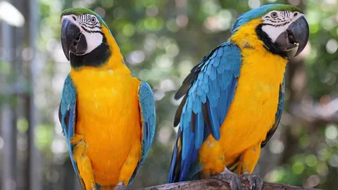 100 ปี “บลูโกลด์”