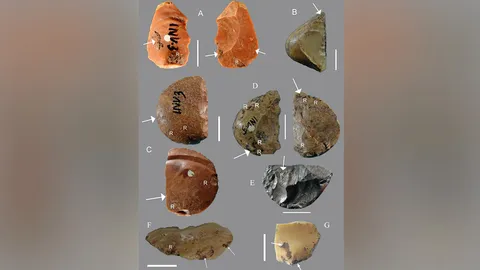 มนุษย์นีแอนเดอร์ธัลใช้ยางสนสร้างเครื่องมือหิน