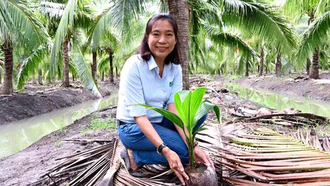 มะพร้าวน้ำหอมไทย...ประโยชน์ล้นคับลูก ต่อยอดผลิตภัณฑ์ "รักษ์โลก"