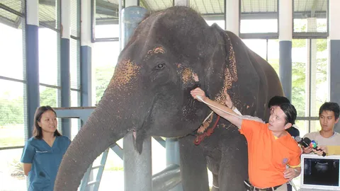 คณะสัตวแพทย์ มก.เจ๋ง ใช้โบท็อกซ์ รักษาช้างขากรรไกรแข็ง สำเร็จรายแรก