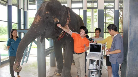 โบทอกซ์ช้าง