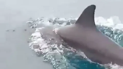 "ฝูงโลมา" โผล่อวดโฉม กลางทะเลอ่าวไทย ที่ทะเลม่วงงาม จ.สงขลา