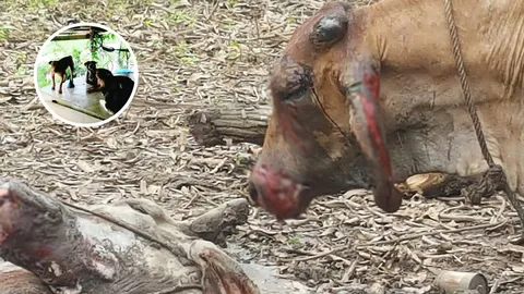 รุมขย้ำ 