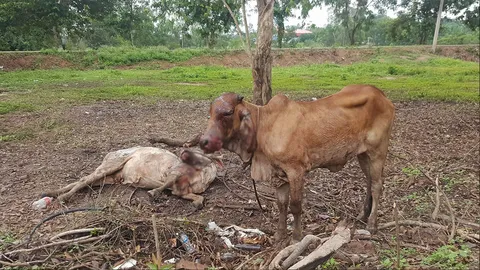 สังเวยพิตบูล จ่าย 1 แสน ใช้เป็นค่าเสียหาย รุมขยํ้า-แม่วัวตาย