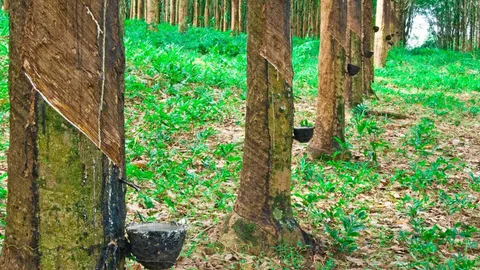 5 เสือรับทุบราคายางหลังตลาดล่วงหน้าดิ่ง