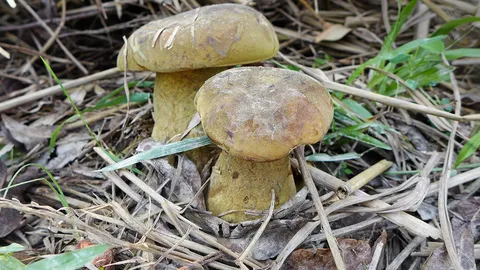 ฤดูเห็ดตับเต่า