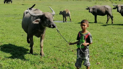สุดทึ่ง! เด็ก ป.3 เลี้ยงควายทั้งฝูง 30 กว่าตัว ชาวบ้าน-นทท.ต่างชื่นชม