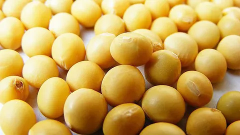 จับตามะกันบี้ไทยซื้อถั่วเหลือง