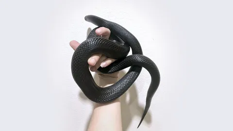 สาวตามหา "งูดำ" สัตว์เลี้ยงแสนรัก ใจดี ไม่ดุ วอนคนเจออย่าทำร้าย