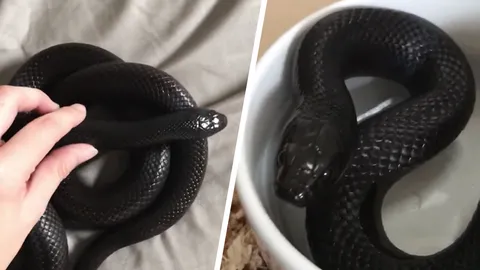 สาวดีใจเจอ "งูดำแสนรัก" หลังหายออกจากบ้าน โล่งอกไม่โดนคนทำร้าย