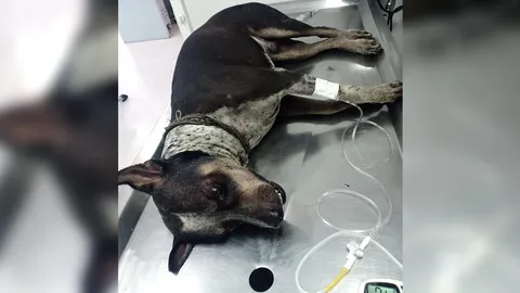 ยอมตายแทน "เจ้าเพชร" เสี่ยงชีวิตสู้ "งูเห่า" ปกป้องผู้มีพระคุณจนเจ็บหนัก