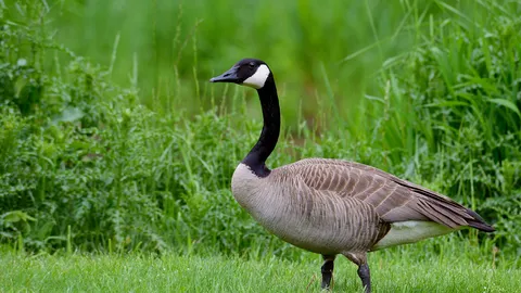 เมื่อห่านป่าติดอวน