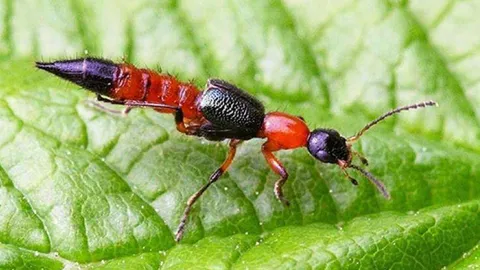 ฤดูฝนระวัง ด้วงก้นกระดก