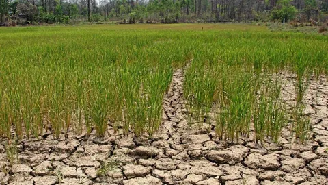 กุมขมับ ฝนไม่ตก นาข้าวเสียหาย หวั่นหอมมะลิแพงกว่าทอง ตันละ 2.5 หมื่น