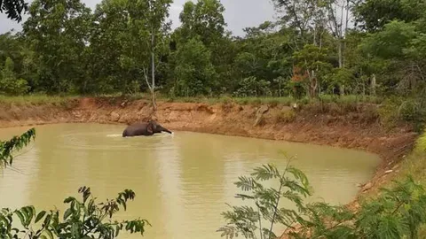 ช้างหิวน้ำ