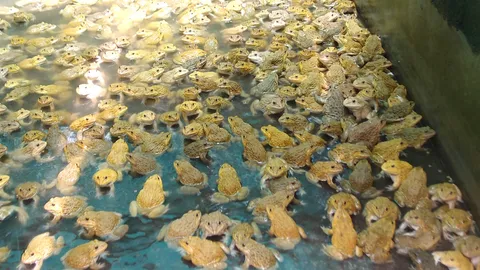 สาวตรังใช้ที่ว่างหลังบ้าน ทำบ่อเลี้ยงกบสีทอง ทำรายได้นับหมื่นต่อเดือน 