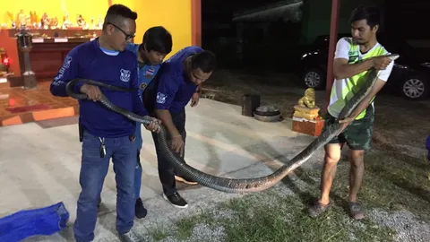 เจ้าของบ้านแทบช็อก งูจงอางยักษ์ เลื้อยเขมือบตัวเงินตัวทองหน้าบ้าน