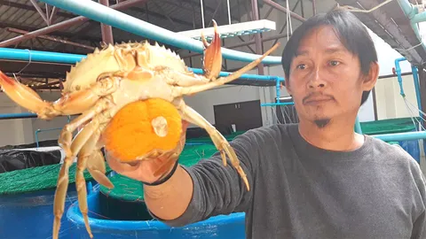 ปูขาว..ประมงเพาะได้แล้ว ชวนชาวบ้านเลี้ยงในบ่อดิน