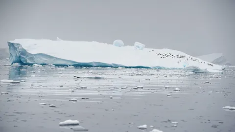 ซ่อมแซมพืดน้ำแข็งและป้องกันน้ำทะเลเพิ่ม