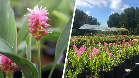 ปทุมมา...พันธุ์ใหม่ ดัตซ์ต้องการไม่อั้น