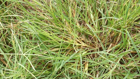 คนเลี้ยงวัวคิดว่าตุ๊กตา เดินเข้าไปใกล้ๆ พบเป็นศพสาวเปลือยท่อนล่าง 