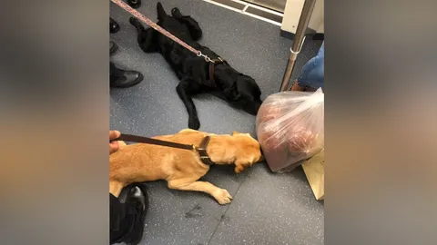 ขอเช็กหน่อย ภาพน่าเอ็นดู สุนัขดมกลิ่น ไม่เจอระเบิด แต่เจอหมูฝอย