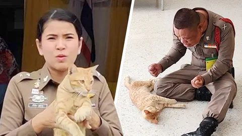 เปิดตัว "บักเผิ่ง" แมวต้อนรับ สภ.โคกสำโรง หวังช่วยคนมาติดต่อใจเย็น