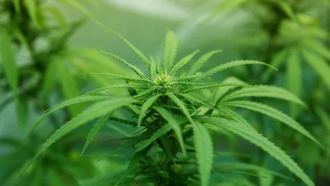 เกษตรลุยวิจัยพันธุ์กัญชาไทย เฟ้นหาสารตัวยาใช้รักษาโรค