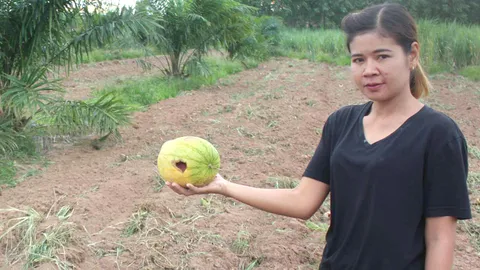 สาวสวนแตงโคราช สุดช้ำ แม่ค้าตัดไปหมดไร่ 3.5 แสน ไม่ได้สักบาท 