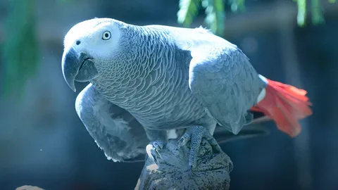 นกแก้วเทาแอฟริกัน