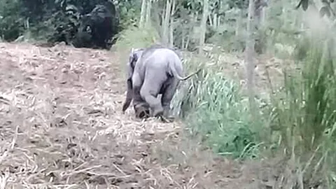 เร่งช่วย "ลูกช้างป่า" ติดบ่วงรัดขาจนแผลเน่า ตามฝูงไม่ทัน หวั่นติดเชื้อตาย