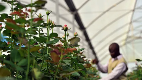 The roses are growing rank.