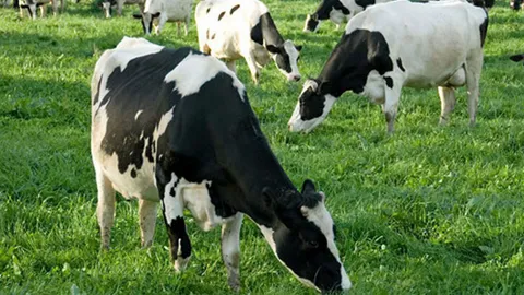 วาสนาชะตาวัว