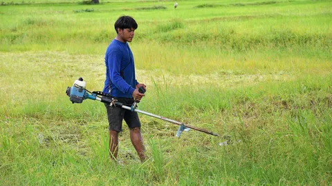 กรมข้าวฯ แนะตัดใบ เพิ่มผลผลิตนาหว่าน