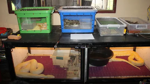 หนุ่มอ้างคลิปจับแมวให้งูกินเก่าแล้ว ย้ำเป็นซากแมวที่โดนรถชน