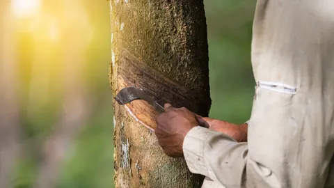 ย้ำ!ชาวสวนยางตัวจริงต้องได้ เร่งลงทะเบียนรับประกันราคา