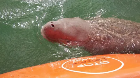 อัปเดตอาการสาวน้อย "มาเรียม" เริ่มว่ายน้ำเยอะขึ้น อยู่ข้างๆ "แม่ส้ม" (คลิป)