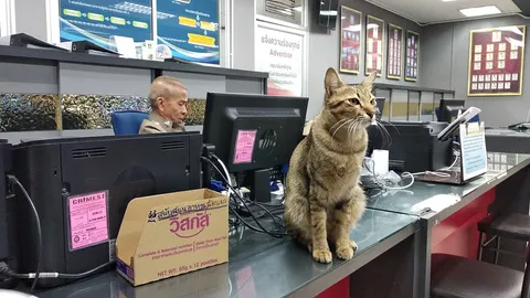 แมวโรงพักน่ารัก บำบัดทุกข์ คือ ตร. แต่หน้าที่ให้ความสุข คือ เหมียวเอง 