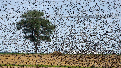 จอแจในฝูงนก