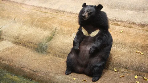 เจ้าของฟาร์มจระเข้โต้สำนักข่าวต่างประเทศ หลังแพร่ภาพหมีตะเกียกตะกายบ่อ