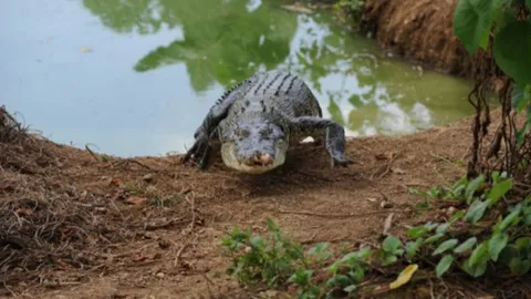 สุดสยอง จระเข้งาบเด็กปินส์ 10 ขวบจากเรือ พบอีกทีเป็นศพถูกกัดแทะ