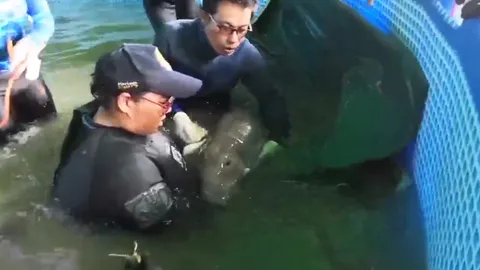 จนท.ย้ายน้องมาเรียมขึ้นฝั่ง หลังพะยูนใหญ่รุกที่ อาการทั่วไปทรงตัว