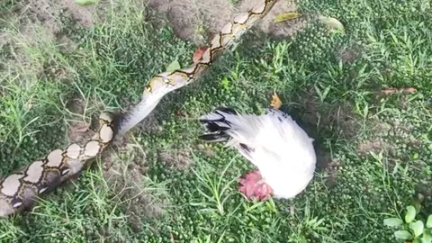 หิวมาจากไหน งูเหลือมตัวเบิ้ม บุกเล้าเขมือบไก่แจ้สีขาว 2 ตัวพุงป่องมาก