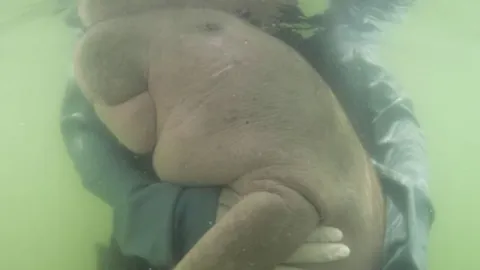 ย้อนไทม์ไลน์ "มาเรียม" นักเกยตื้นในตำนาน ออดอ้อน ว่ายคู่ "แม่ส้ม"