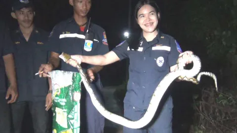 หนุ่มๆ ยืนตะลึง กู้ภัยสาวใช้มือเปล่า คว้าหมับจับคองูเหลือม